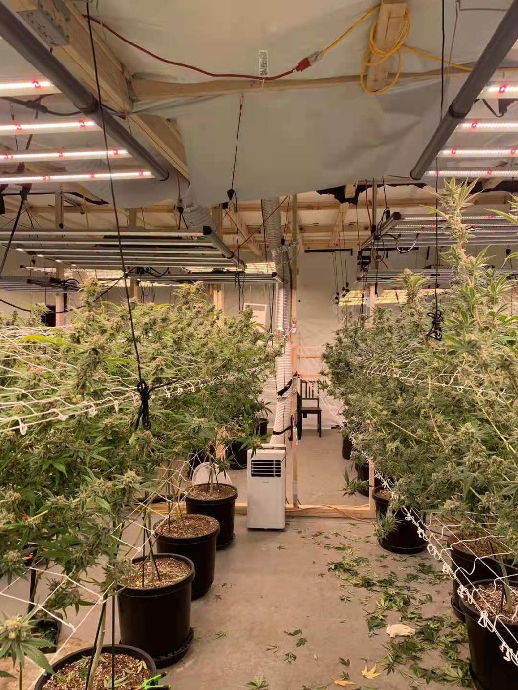 ETL/CE Approved Professional Commercial Full Spectrum LED Plant Grow Lights (800W 2.7umil/J) Daisy Chain for Hemp Planting