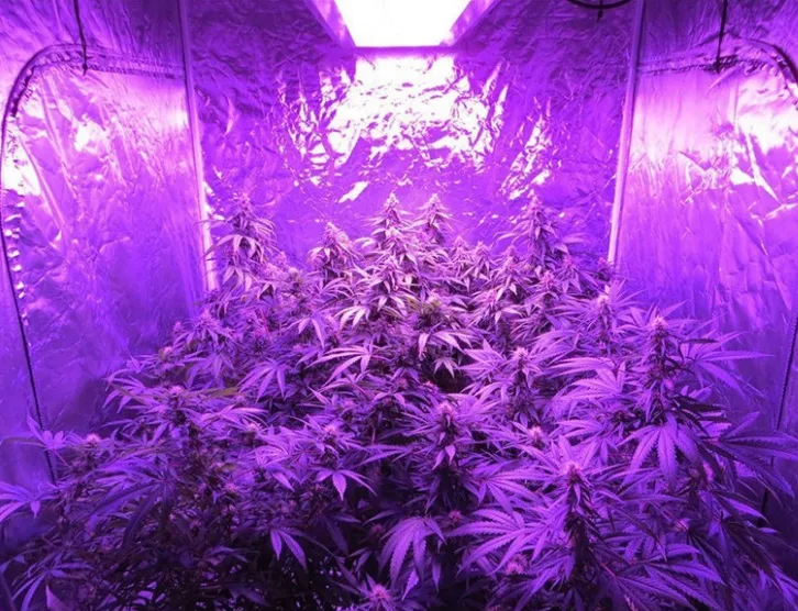 Less Heat Bigger Yields 180*5W Bridgelux LEDs LED Grow Light