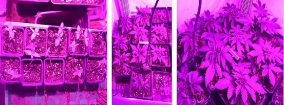 New Gip Horticulture 504W 600W High Power Full Spectrum COB Plant LED Grow Lighting